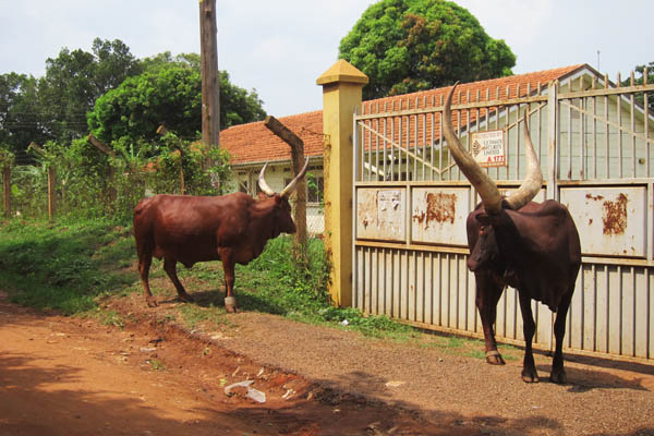 Ankole-Watusi cattle in Kampala, Uganda